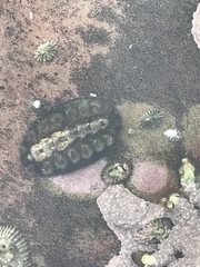 Acanthochitona garnoti