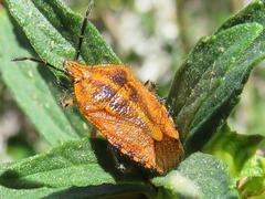 Agonoscelis venosa