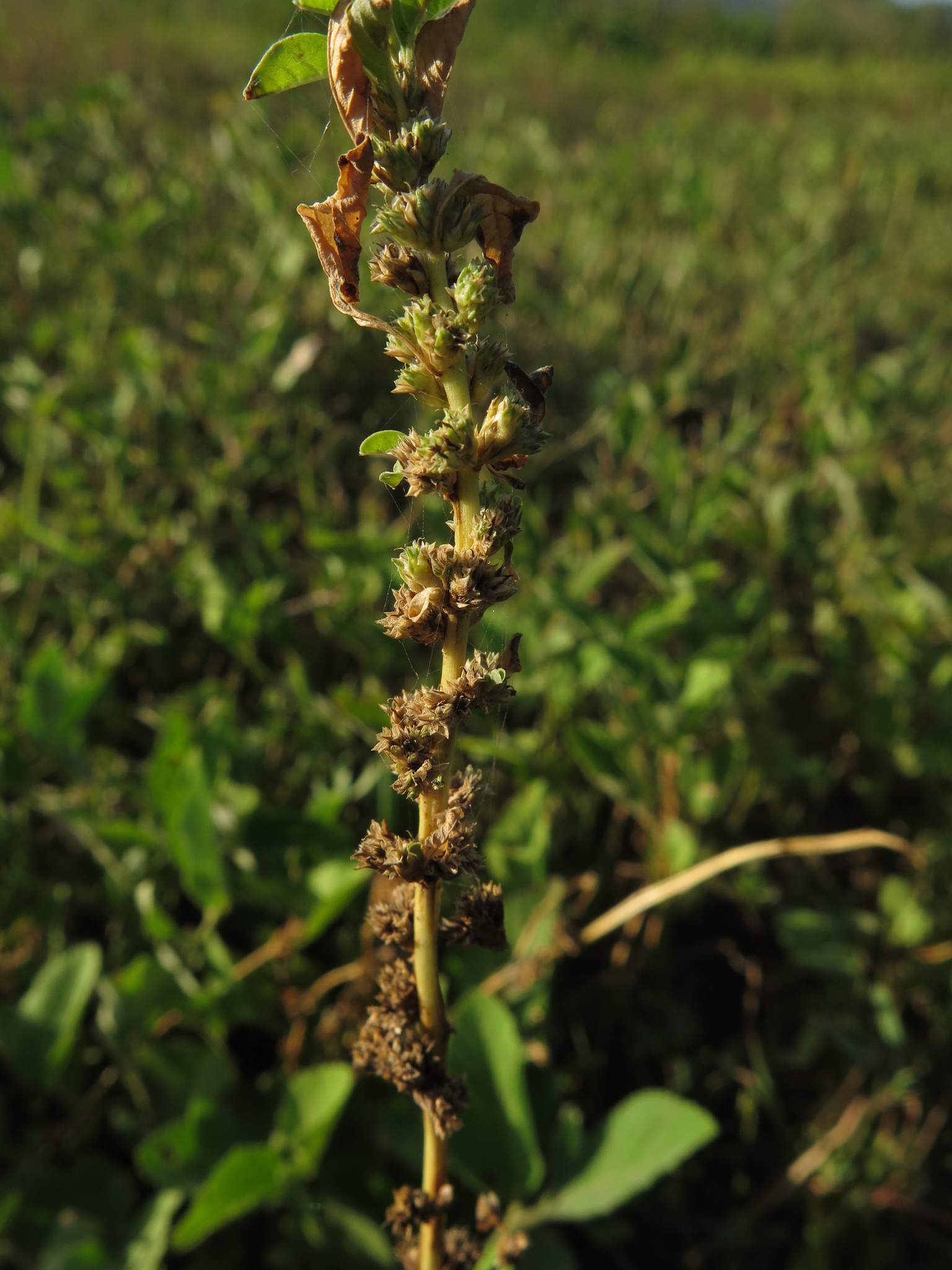 Amaranthus crassipes