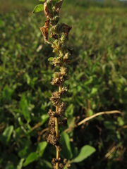 Amaranthus crassipes