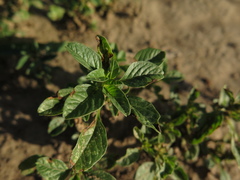 Amaranthus crassipes
