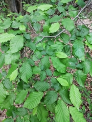 Carpinus betulus