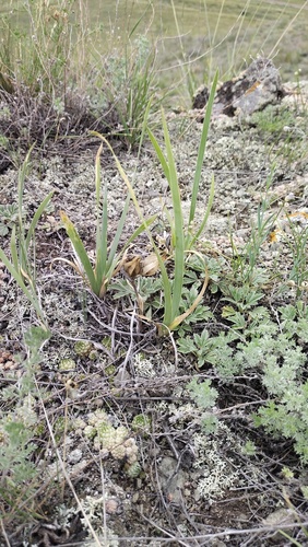 Iris humilis