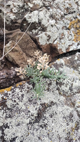 Alyssum lenense, photograph 2