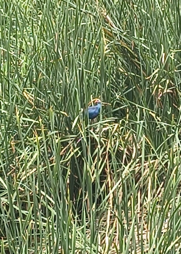 Gray-headed Swamphen