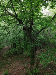 Carpinus betulus