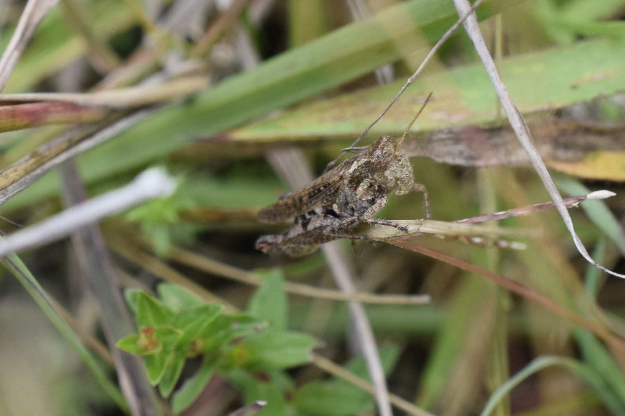 Baeacris punctulata image