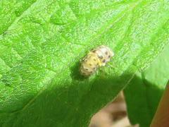 Psyllobora variegata