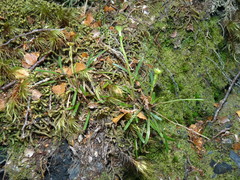 Abrotanella linearis