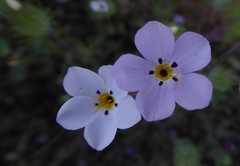 Leptosiphon montanus