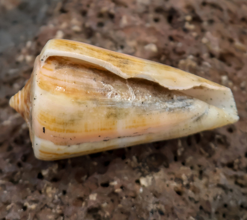 Conus virgatus observed 2026-07-10