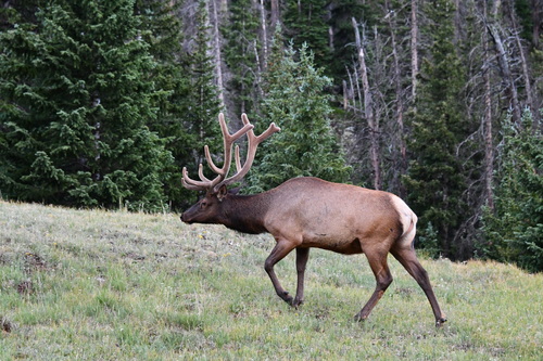 Elk photographed in Colorado