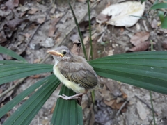 Vireonidae