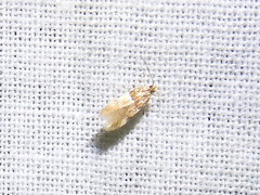 Theisoa constrictella