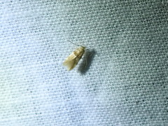 Theisoa constrictella