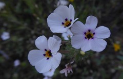 Leptosiphon montanus