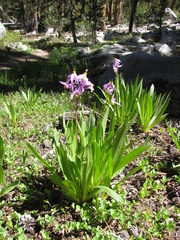 Dodecatheon