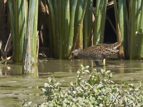 iNaturalist image