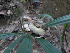 Vireonidae