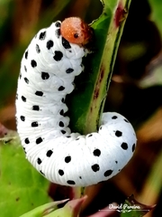 Tenthredo neobesa