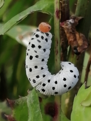 Tenthredo neobesa