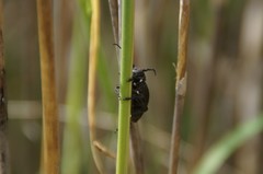 Dorcadion aethiops