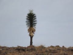 Yucca decipiens