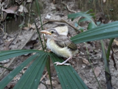 Vireonidae