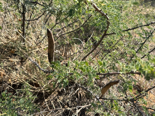 candlepod thorn