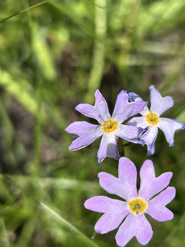 Primula nutans, 2026-07-13