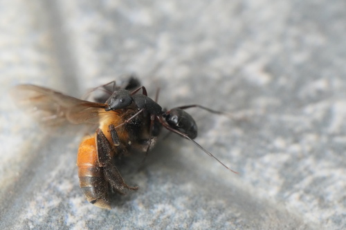Indian Black Ant photo 5
