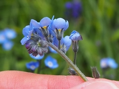 Myosotis secunda
