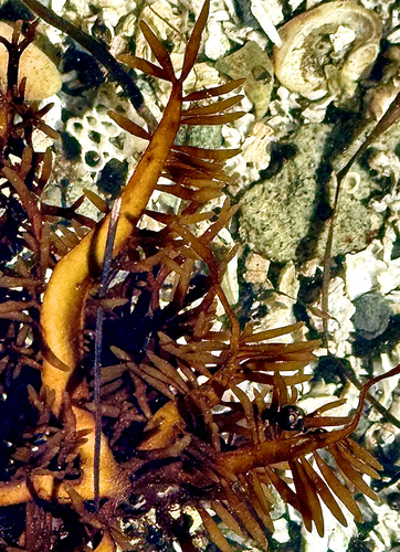 Prionitis sternbergii observed 2026-07-13