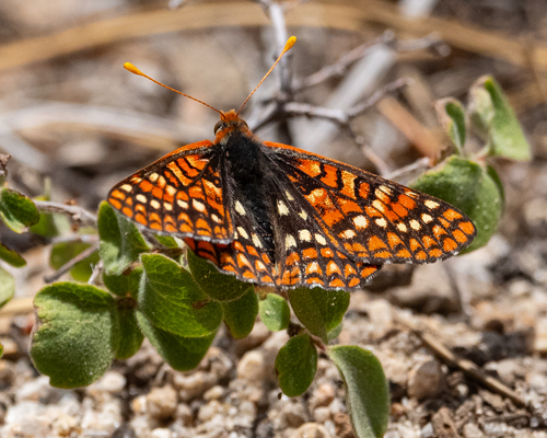 iNaturalist observation photo of Anicia Checkerspot