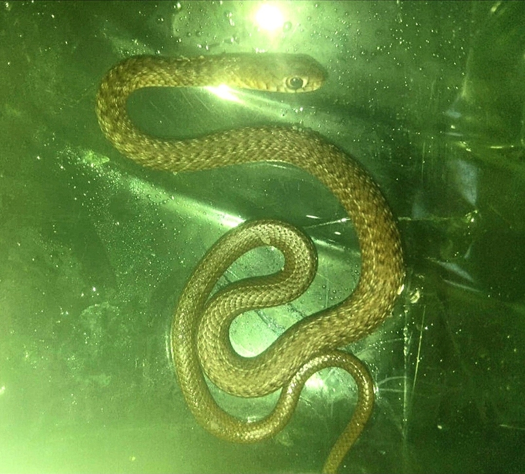 Green Snakes