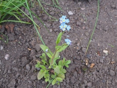 Myosotis secunda