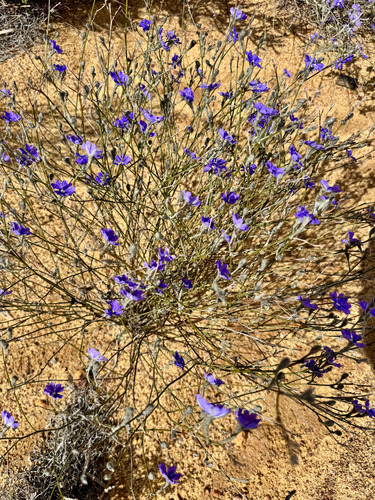 Dampiera oligophylla, 2025-08-24
