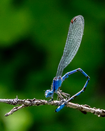 iNaturalist observation photo of Vivid Dancer