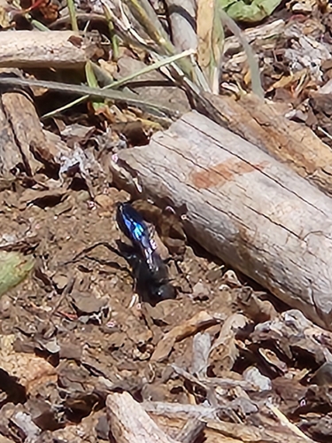 iNaturalist observation photo of Cutworm Wasps