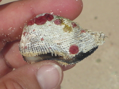 Homotrema rubrum