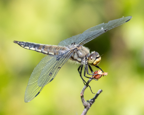 iNaturalist observation photo of Four-spotted Skimmer