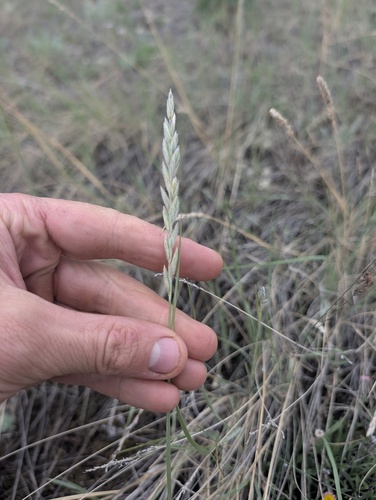 Elymus lanceolatus, photograph 6