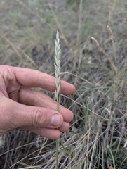 Elymus lanceolatus, photograph (c) Trevor Van Loon, some rights reserved (CC BY)
