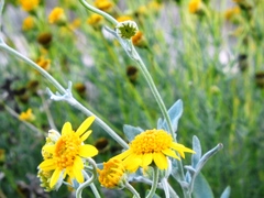 Bahieae