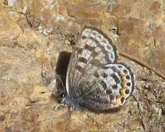 Euphilotes battoides