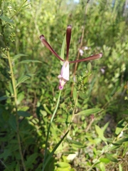 Cleistesiopsis