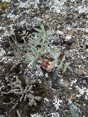 Astragalus australis, photograph (c) Trevor Van Loon, some rights reserved (CC BY)