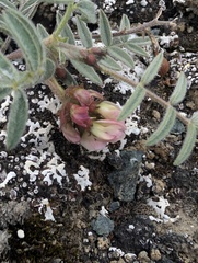 Astragalus australis, photograph (c) Trevor Van Loon, some rights reserved (CC BY)