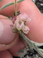 Astragalus australis, photograph (c) Trevor Van Loon, some rights reserved (CC BY)