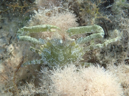 oval urn crab